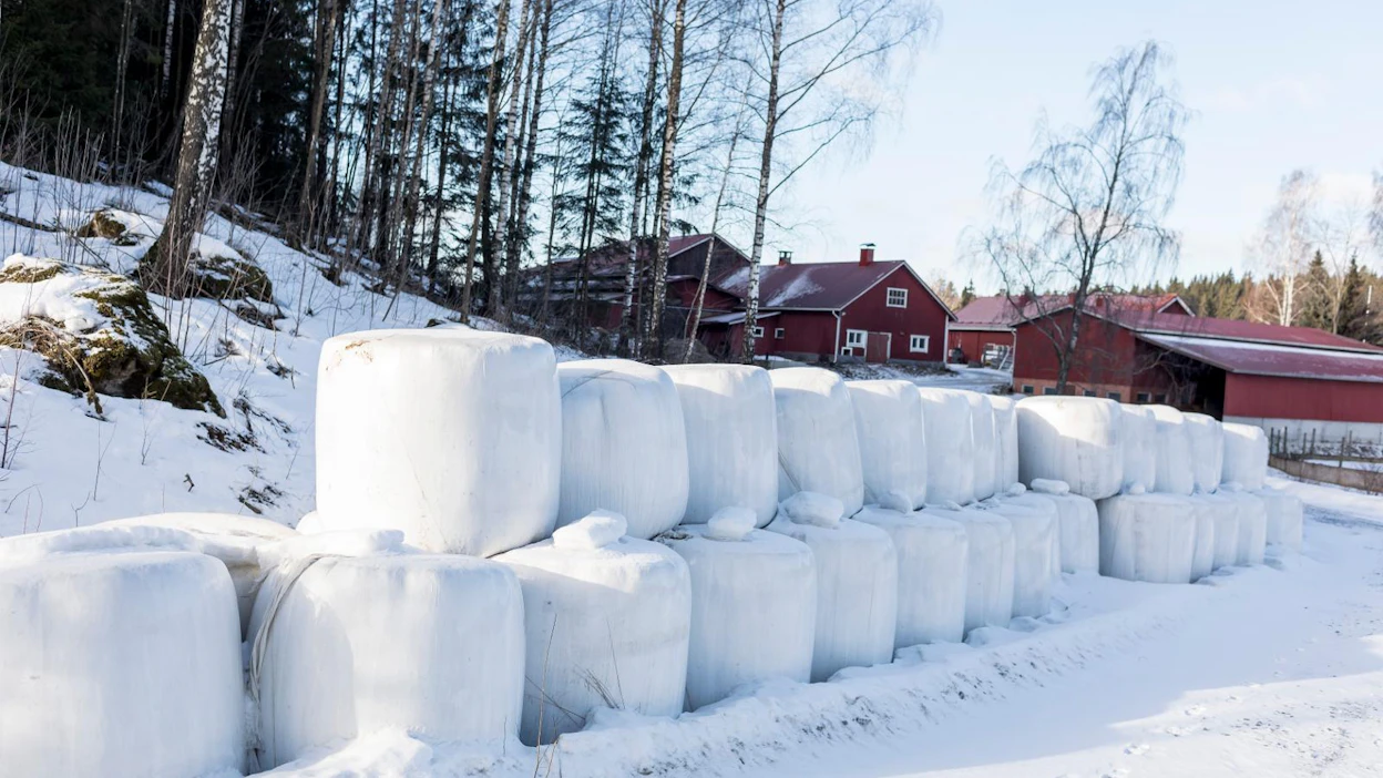 Säilörehua alkaa taas olla myynnissä, kun loppukauden rehutarvetta osataan ennakoida paremmin kuin syksyllä.