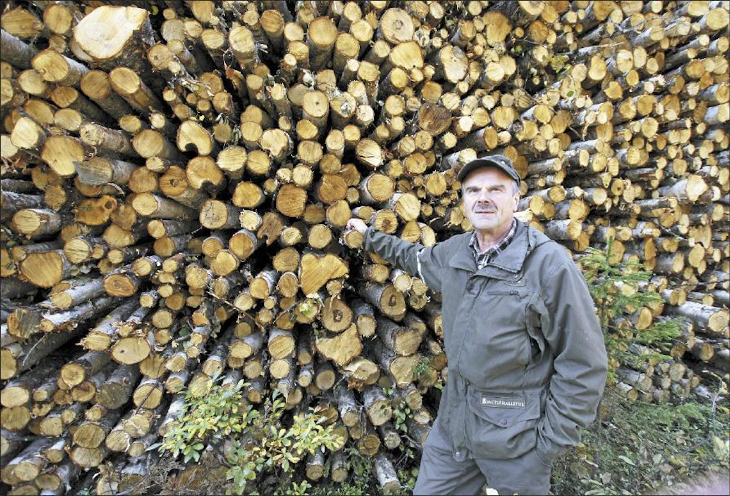 ”Lapin Osaran aukioiden ensiharvennuksesta saatavien koivurunkojen koko on vaatimaton eteläiseen Suomeen verrattuna”, sanoo Metsähallituksen suunnittelija Markku Korkalo. Kuvan koivut korjattiin Sodankylän valtionmailta Pomokairasta. Kari Lindholm