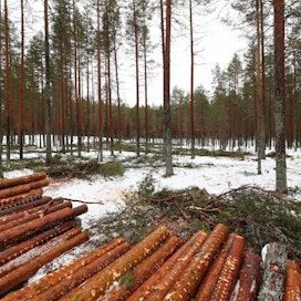 UPM lopetti Ärjänsaaressa vuosi sitten hakkuut, jotka huolestuttivat luontoaktivisteja. UPM kutsui tuolloin ympäristöjärjestöt ja Kajaanin alueen asukkaat katsomaan kiisteltyä työmaata.
