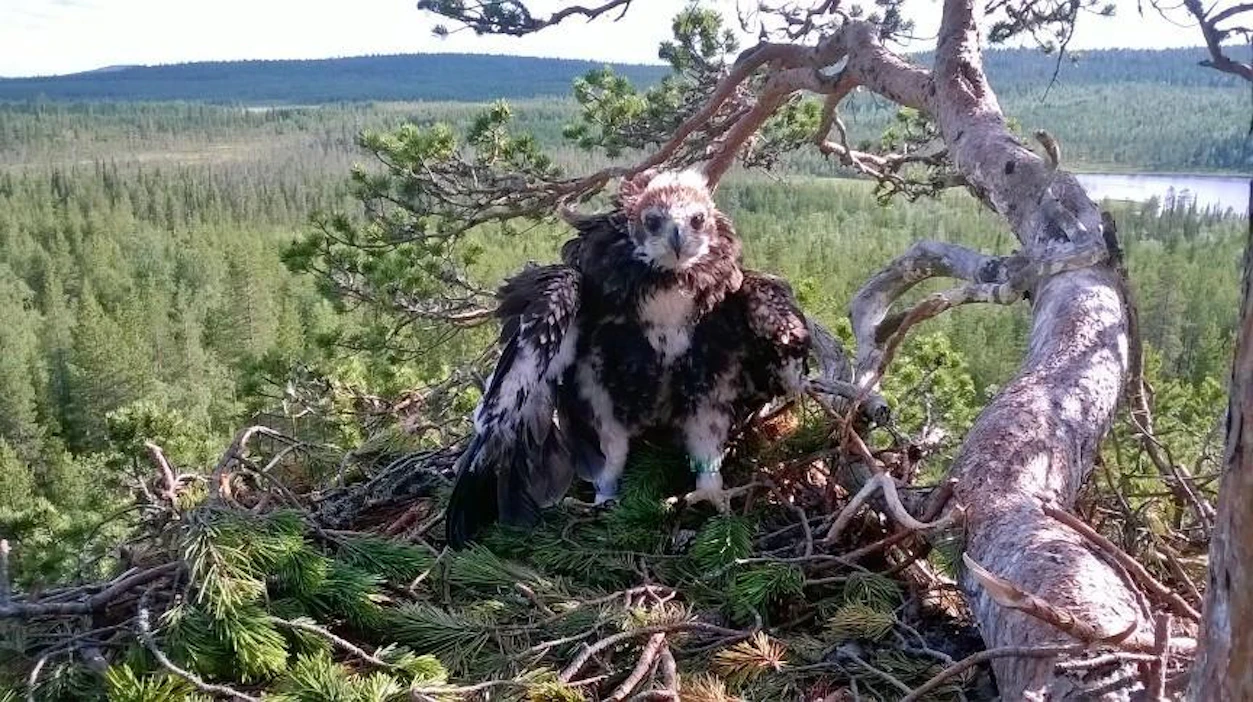 Savukoskelainen lintumies Jarmo Ahtinen rengasti maanantaina viidennensadannen maakotkan poikasen.