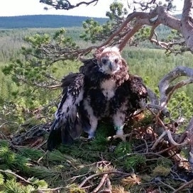 Savukoskelainen lintumies Jarmo Ahtinen rengasti maanantaina viidennensadannen maakotkan poikasen.