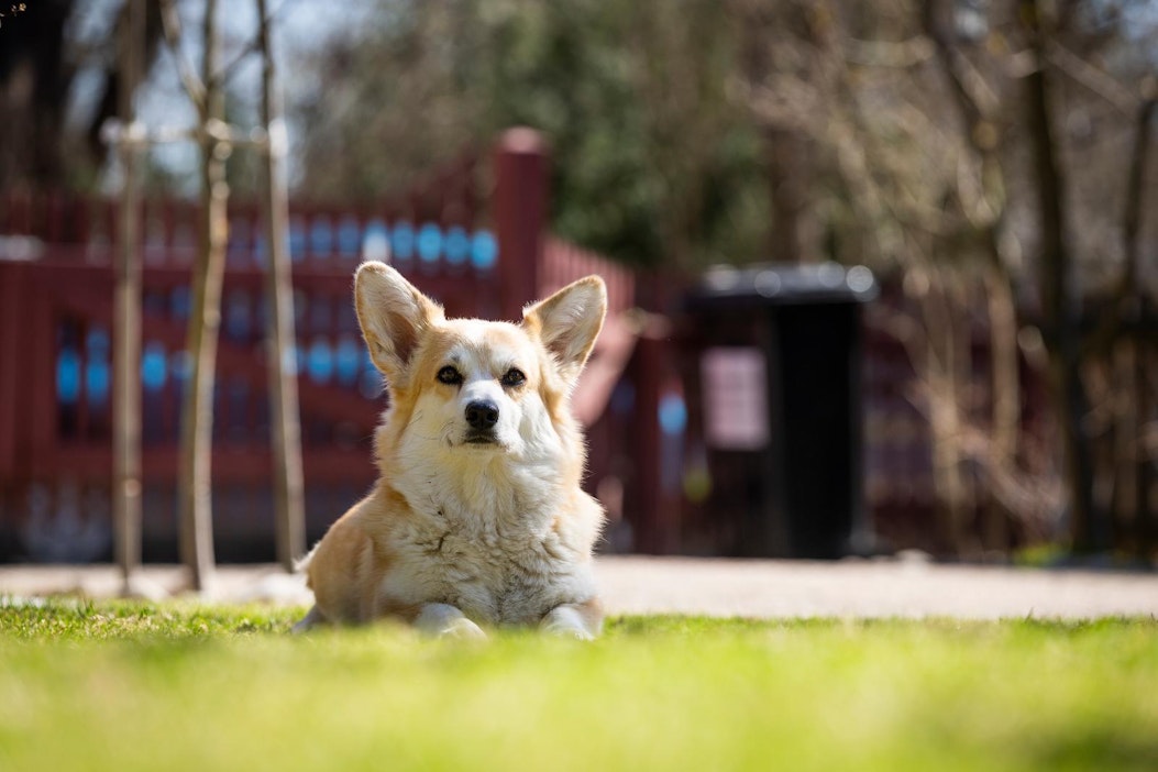 Welsh corgi pembroke lukeutuu pelottomimpiin koirarotuihin.