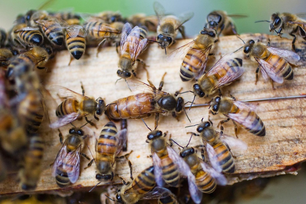 Kuvassa keskellä muita suurempi mehiläinen on pesän kuningatar.