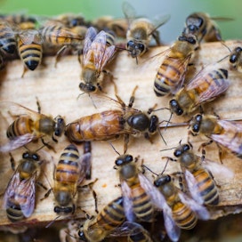 Kuvassa keskellä muita suurempi mehiläinen on pesän kuningatar.