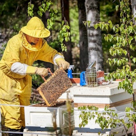 Mehiläisten hoitokausi alkaa maalis–huhtikuussa ja jatkuu syyskuulle saakka.