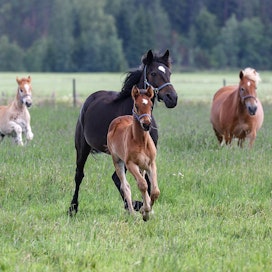 Uusi astutuskausi on käynnistymässä. Vierasblogissa kirjoittavat hevoskasvattajat Riikka Takaneva, jonka tallilta kuva on, ja Maria Lehto.
