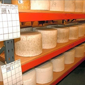 Noin 25 kiloa painava dunlop-juustotahko käännetään kerran viikossa ja samalla pinnalle kertynyt ylimääräinen home pyyhitään pois. VISA VILKUNA