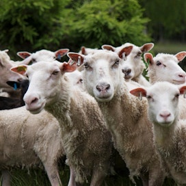 Eläinsuojelurikoksesta syytetyn yrittäjän mukaan maisemanhoitoa tekeviä lampaita ei pitäisi arvioida teuraskaritsojen kriteereillä. Kuvan lampaat eivät liity tapaukseen.