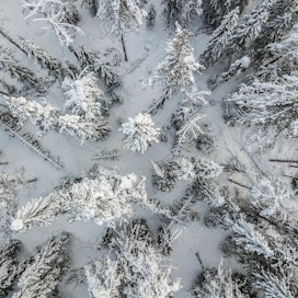 Dronella eli pienoiskopterilla saa kartoitettua lumituhoja melko hyvin, mutta sitä on hankala lennättää alueilla, jonne ei pääse tietä pitkin. MT lennätti kopterikameraa tiistaina Lieksassa.