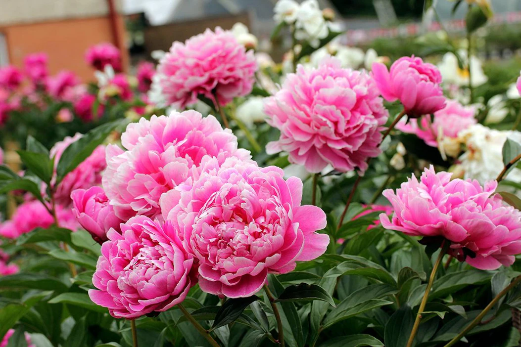 'Jadwiga'. Puutarhojen tutuimpia ja kestävimpiä pioneja ovat kiinanpionit (Paeonia lactiflora). Kerrottukukkaiset ihanuudet kukoistivat jo isoäitien kukkapenkeissä.