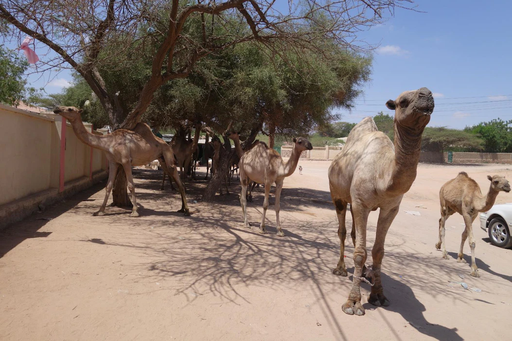 Somaliassa lähes kolme miljoonaa ihmistä elää YK:n mukaan nälänhädän partaalla.