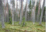 Metsien tilavuus on lisääntynyt 55 prosenttia ja kasvu 80 prosenttia 70-luvulta lähtien.