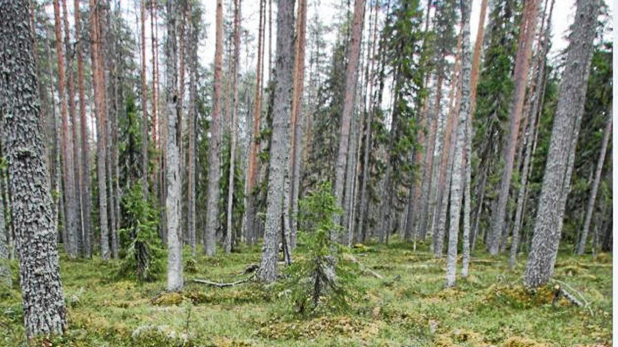 Metsien tilavuus on lisääntynyt 55 prosenttia ja kasvu 80 prosenttia 70-luvulta lähtien.