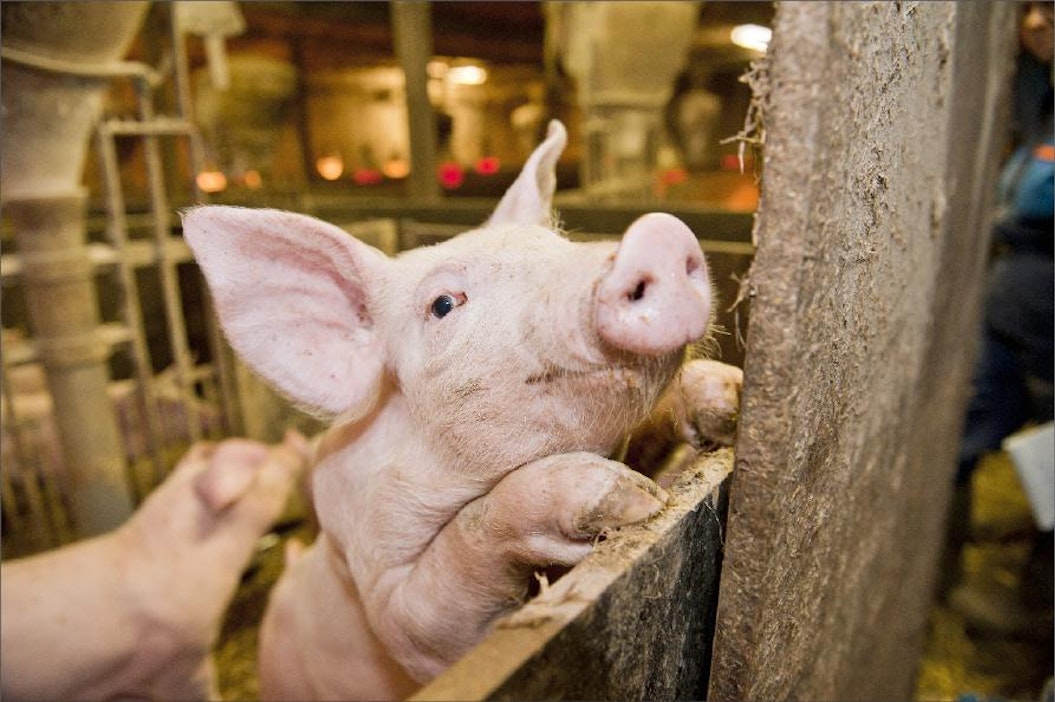 Suomalainen sika selviää vähällä lääkityksellä. Kimmo Haimi