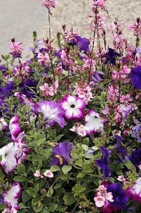 Aiemmin kesäkynttilää (Gaura lindheimerii) kasvatettiin yksittäiskasvina. Nykyisin sitä tapaa myös sekaistutuksissa. Sirot kukinnot ovat perhosmaisen keveitä ja kohoavat kauniisti petunioiden ja muiden kesäkukkien ylle.