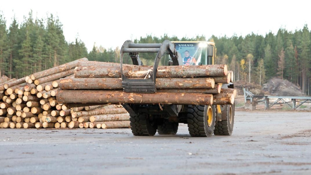 Toimitusjohtaja Jyri Nenonen siirtää järeitä tyvitukkeja varastokentältä sahalinjalle.