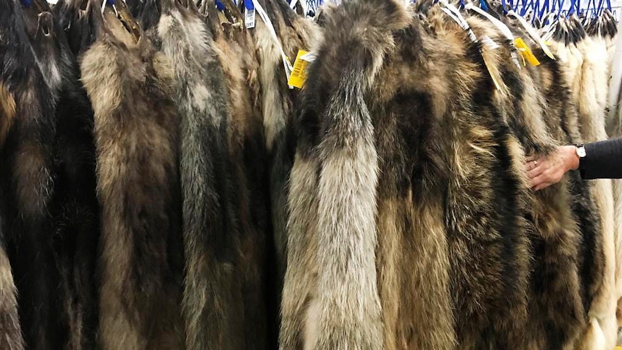 Saga Fursin joulukuun huutokaupassa oli mukana 200 ostajaa kaikilta päämarkkinoilta. Ketunnahoista myytiin vain noin puolet. Kuva Saga Fursin turkisvarastosta Vantaalta.