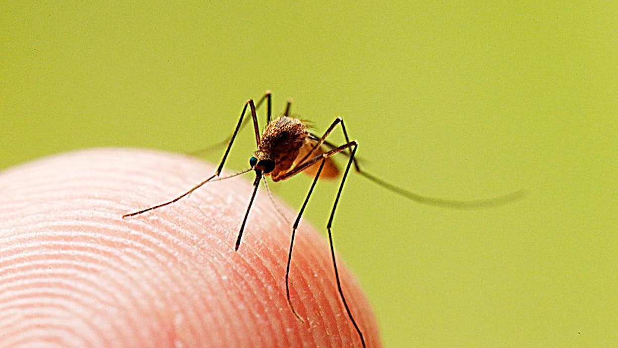 Pogostantauti leviää hyttysten piston välityksellä.