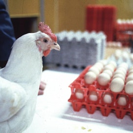 Siipikarjaa tuodaan Suomeen yleensä siitosmunina tai juuri kuoriutuneina untuvikkoina vähäisemmän tautiriskin vuoksi. Kuvan kana ja munat eivät liity tapaukseen.