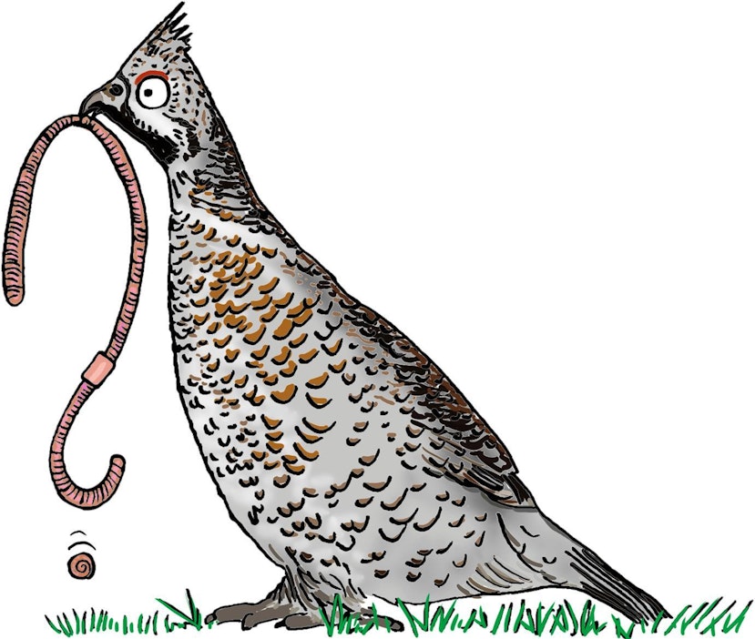 Parempi pyy pivossa kuin kymmenen oksalla, senhän tietävät kaikki. Mutta mikä on pivo?