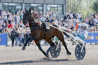 Propulsion kilpaili Vermossakin menestyksellä: ori mm. voitti Finlandia-ajon 2016, jolta reissulta kuva on otettu.