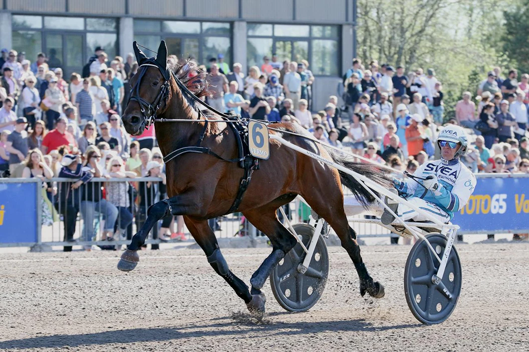 Propulsion kilpaili Vermossakin menestyksellä: ori mm. voitti Finlandia-ajon 2016, jolta reissulta kuva on otettu.