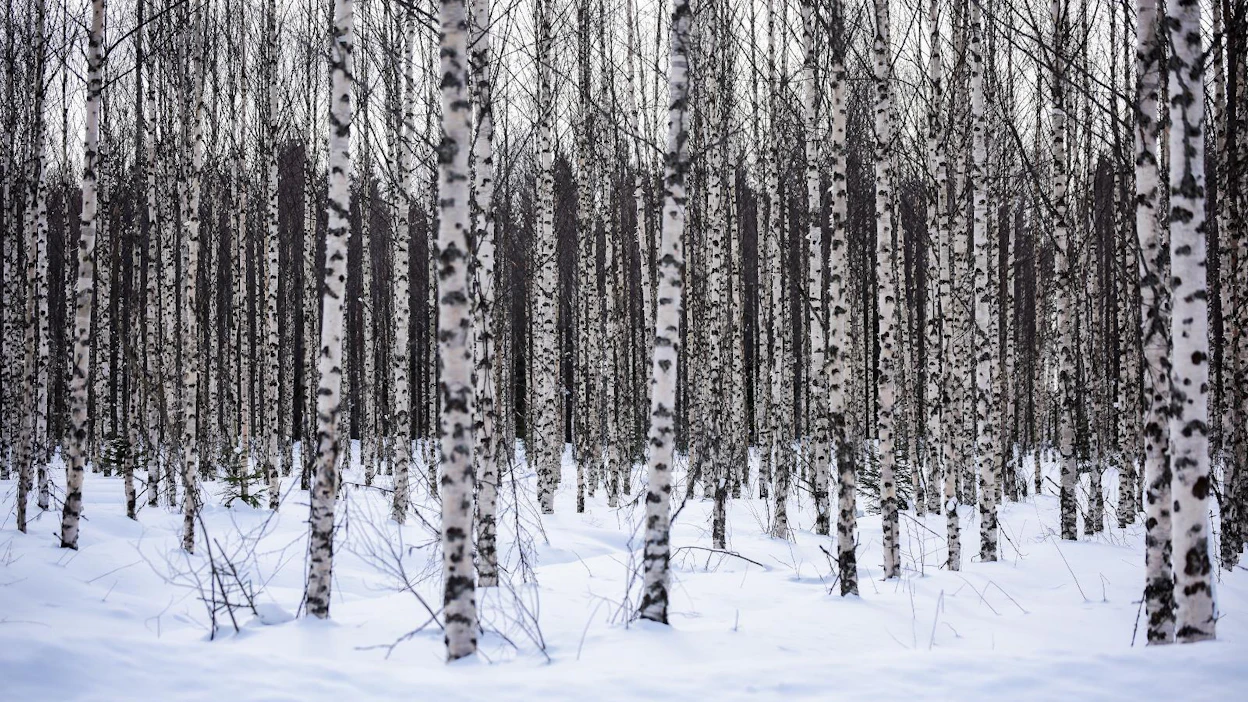 Koivun lehdistä ja siemenistä peräisin olevat soluviljelmät tuottavat muun muassa väriaineita sekä säilyvyyttä parantavia ja haittamikrobien kasvua estäviä yhdisteitä.