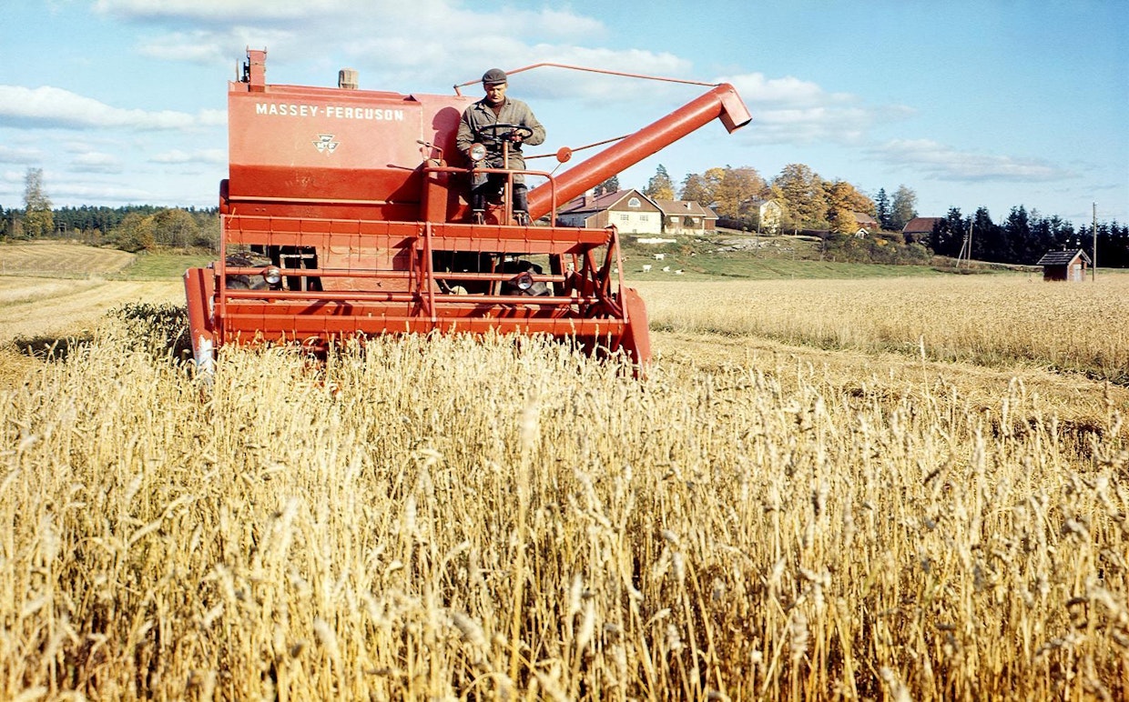 Erkki Voutilaisen hienoimpia maaseudun työtä kuvaavista valokuvista olivat usein sadonkorjuuseen liittyvät kuvat. Tässä Massey-Ferguson-leikkuupuimuri työssä vuonna 1965.