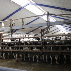 Al Safi Dairy -maatilalla on jopa 37 000 nautaa. Kuvan lehmät eivät ole kyseiseltä tilalta.