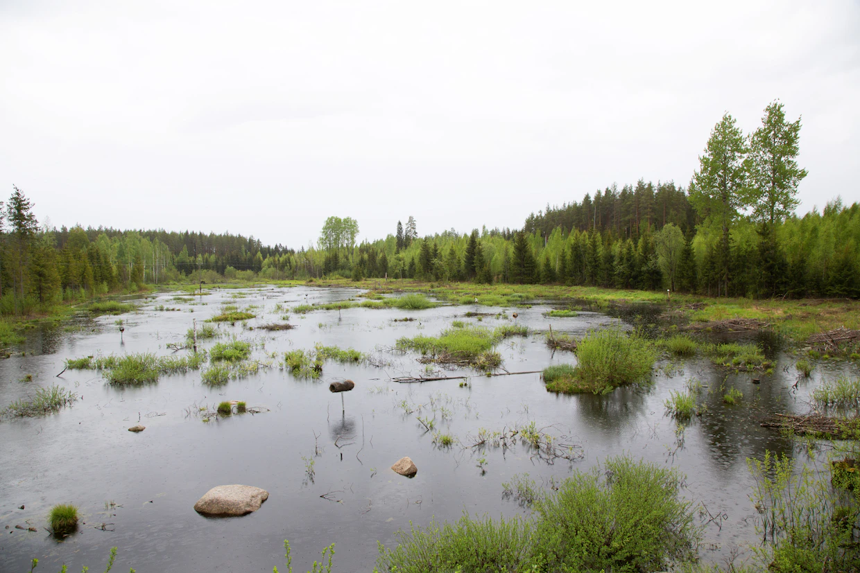 Kosteikon lajikirjoon kuuluvat muun muassa tavi, telkkä, sinisorsa, lapasorsa ja heinätavi. Tältä keväältä on jopa uivelohavainto.