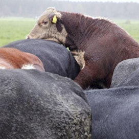 BSE eli hullun lehmän tauti aiheutti runsaasti ongelmia Britannian lihateollisuudelle.
