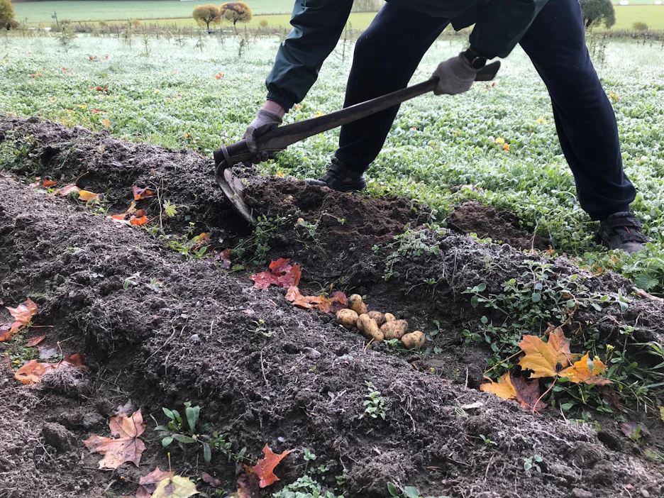 Varastoitavaa perunaa ei kannata nostaa ennen kuin perunan varret on katkaistu ja kerätty pois penkkien päältä. Jos ruttoiset varret jäävät maahan, sinne jää myös ruttosienen kestäviä munaitiöitä, joista tauti lähtee seuraavana vuonna nopeasti liikkeelle.