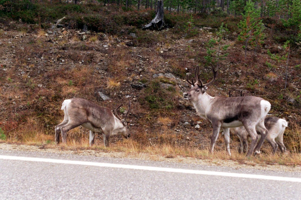 Sulat tienvarret alkavat ensimmäisinä vihertää, ne houkuttelevat myös poroja.