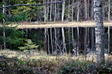 Blue Forest -kampanjassa kerättävillä varoilla pyritään hankkimaan Luonnonperintösäätiölle mahdollisimman monimuotoinen kohde, jossa olisi mielellään metsälampi tai -lähde.