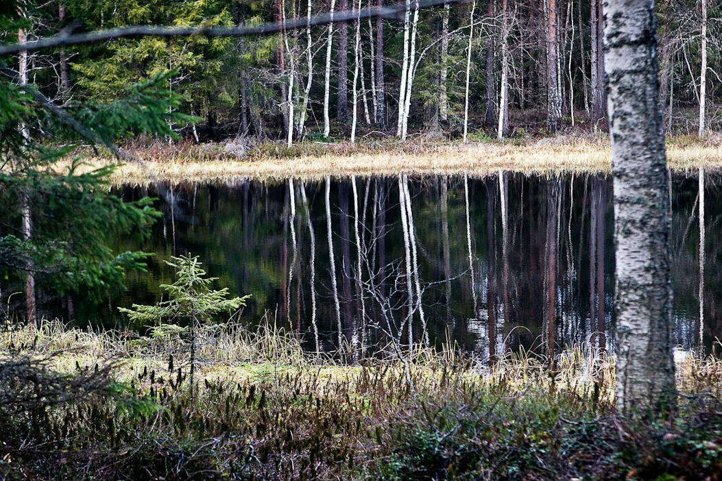 Blue Forest -kampanjassa kerättävillä varoilla pyritään hankkimaan Luonnonperintösäätiölle mahdollisimman monimuotoinen kohde, jossa olisi mielellään metsälampi tai -lähde.