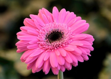 Etelänjauhiaisen isäntäkasveja ovat muun muassa joulutähti, gerbera, krysanteemi, kurkku, paprika ja tomaatti.