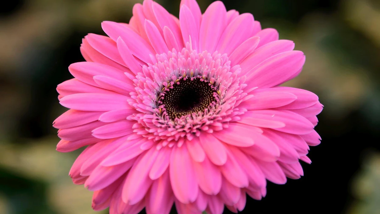 Etelänjauhiaisen isäntäkasveja ovat muun muassa joulutähti, gerbera, krysanteemi, kurkku, paprika ja tomaatti.