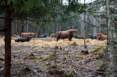 Ylämaankarja on skotlantilainen naudan alkuperäisrotu. Pitkäturkkiset eläimet tulevat toimeen karuissakin olosuhteissa. Sisälle navettaan ne eivät tahdo edes talvella.