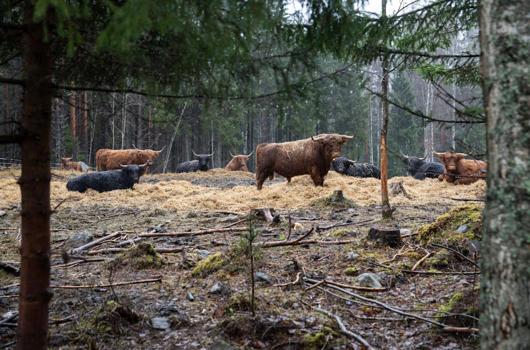 Ylämaankarja on skotlantilainen naudan alkuperäisrotu. Pitkäturkkiset eläimet tulevat toimeen karuissakin olosuhteissa. Sisälle navettaan ne eivät tahdo edes talvella.