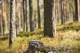 Havupuiden kannot ja paksut juuret muodostavat merkittävän hiilen ja ravinteiden pitkäaikaisvaraston, ja kantojen korjuun merkittävin ekologinen vaikutus onkin lahopuun ja sen hiilivaraston määrän väheneminen.