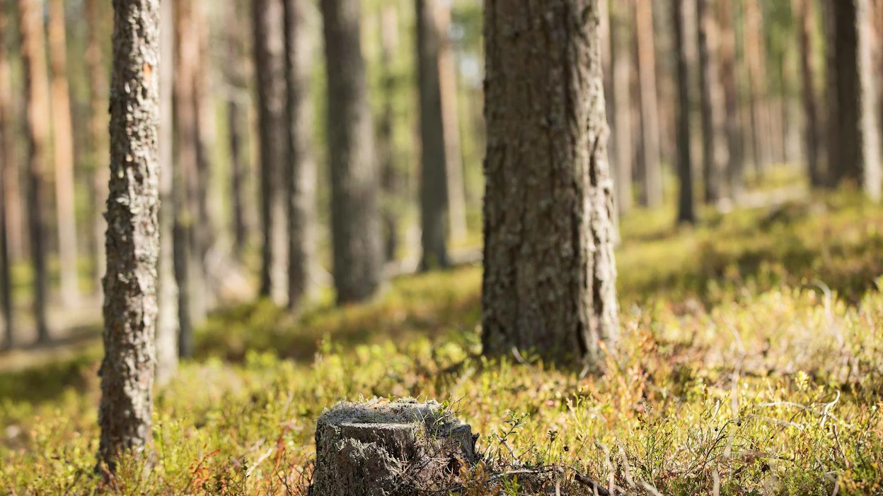 Havupuiden kannot ja paksut juuret muodostavat merkittävän hiilen ja ravinteiden pitkäaikaisvaraston, ja kantojen korjuun merkittävin ekologinen vaikutus onkin lahopuun ja sen hiilivaraston määrän väheneminen.