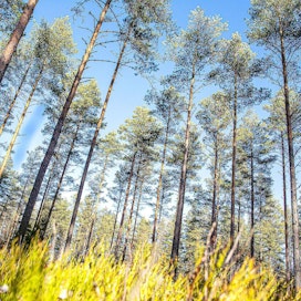 Yli 90 prosenttia Suomen talousmetsistä, mukaan lukien valtion metsät, on PEFC-sertifioinnin piirissä. Metsiämme hoidetaan nyt päivitettävien kriteerien mukaisesti 2020-luvun lopulle saakka.
