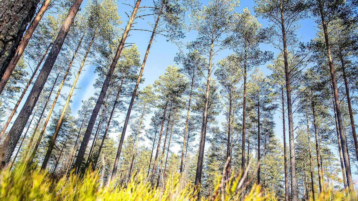 Yli 90 prosenttia Suomen talousmetsistä, mukaan lukien valtion metsät, on PEFC-sertifioinnin piirissä. Metsiämme hoidetaan nyt päivitettävien kriteerien mukaisesti 2020-luvun lopulle saakka.
