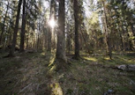 Lahopuusta ovat riippuvaisia tuhannet metsälajit, kuten monet hyönteiset, käävät ja kolopesijälinnut. 