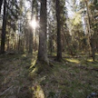 Lahopuusta ovat riippuvaisia tuhannet metsälajit, kuten monet hyönteiset, käävät ja kolopesijälinnut.