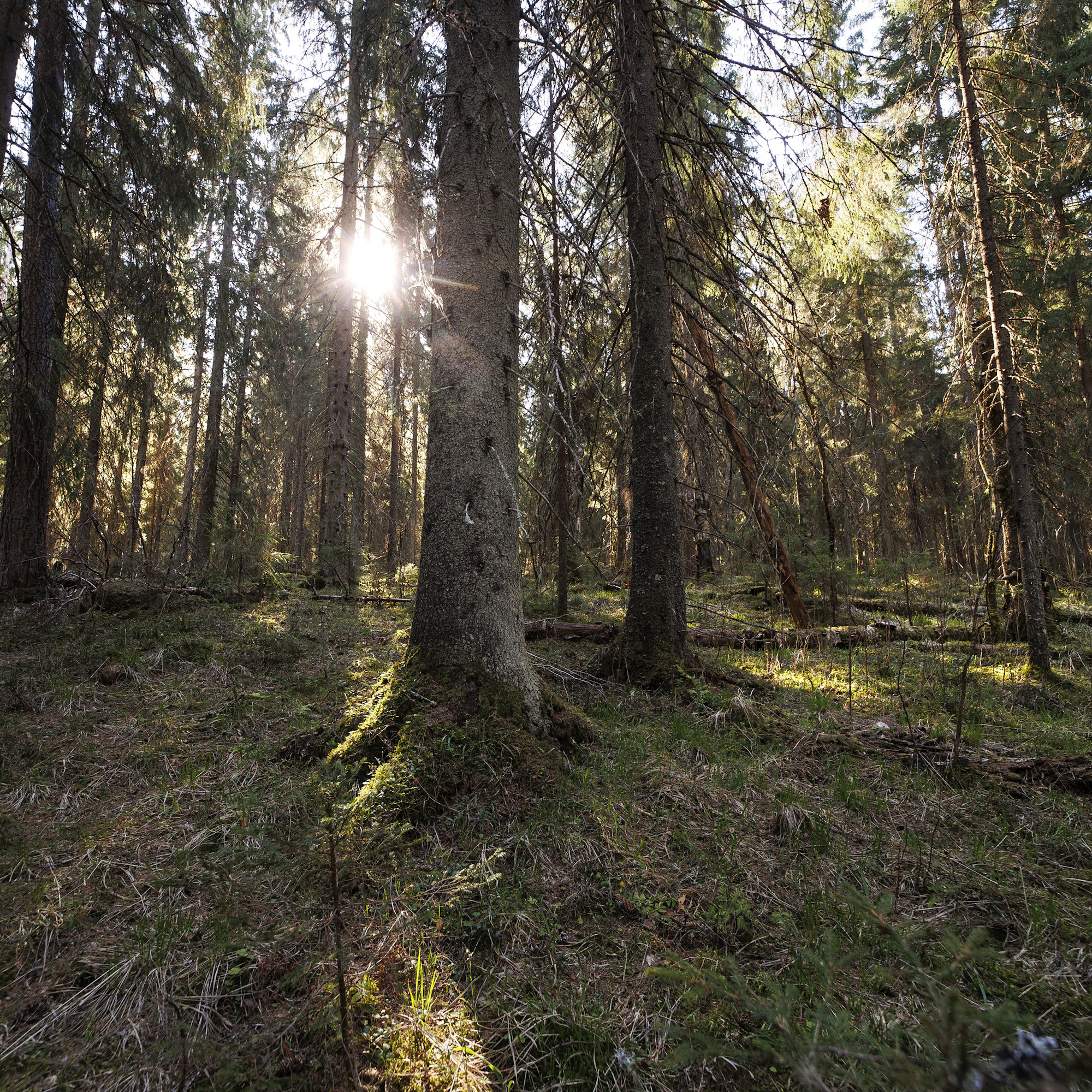 Lähes kaikilla kasveilla on sienijuuri. Sen merkitys on erityisen tärkeä pohjoisen viileässä ilmastossa ja happamassa maassa.
