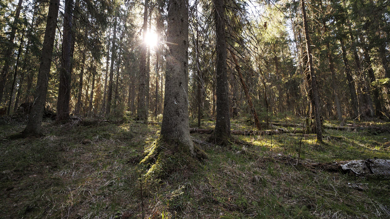 Lahopuusta ovat riippuvaisia tuhannet metsälajit, kuten monet hyönteiset, käävät ja kolopesijälinnut.