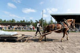Harjaantunut suomenhevonen vetää selvästi omaa painoaan suuremman massan. Vedossa hevonen osaa painaa takapäätään alemmas, jolloin sen painopiste laskee ja vetoon tulee lisää voimaa. Kokonaiskisan kakkoseksi vetänyt Luomuksen Lahja ja Matti Makkonen näyttävät mallia.