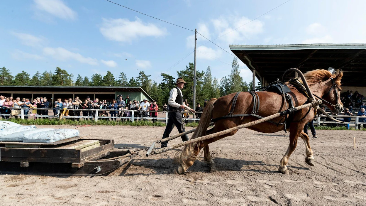 Harjaantunut suomenhevonen vetää selvästi omaa painoaan suuremman massan. Vedossa hevonen osaa painaa takapäätään alemmas, jolloin sen painopiste laskee ja vetoon tulee lisää voimaa. Kokonaiskisan kakkoseksi vetänyt Luomuksen Lahja ja Matti Makkonen näyttävät mallia.