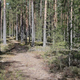 Suomen metsien hiilinielun vertailutaso vuosille 2021–2025 on päivitetyn vertailutasolaskennan mukaan ilman puutuotteita -21,16 miljoonaa tonnia hiilidioksidiekvivalenttia vuodessa.